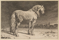 TvB G 2247
<br/>
Friese schimmel (B 9)
<br/>
<em>Potter, Paulus (1625-1654) - kopie naar</em>